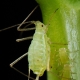 كيفية معالجة الخيار من حشرات المن أثناء الاثمار؟