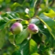 Hvordan behandler man æbletræer fra skadedyr og sygdomme efter blomstring?