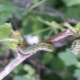 Perché i bruchi di uva spina sono pericolosi e come affrontarli?