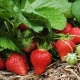 How to feed strawberries to make them sweet?