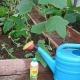 Come nutrire i cetrioli per la fruttificazione nella serra e durante essa?