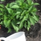 How to pour pepper to grow better?