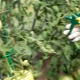 Come innaffiare i pomodori per la crescita?