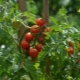 Hoe tomaten water geven voor een goede oogst?