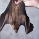 E se un pipistrello volasse in un appartamento?