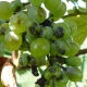 ¿Qué es la antracnosis de la uva y cómo tratar la enfermedad?