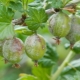 Cos'è l'oidio dell'uva spina e come affrontarlo?