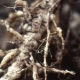 Che cos'è un nematode e come affrontarlo?