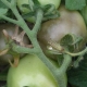 Was ist Graufäule bei Tomaten und was tun damit?