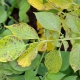 Phytophthora on potatoes: what does it look like and how to deal with it?