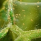 Using ammonia for spider mites