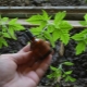 Iodine for tomato seedlings
