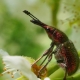 Wie gehe ich mit einem Rüsselkäfer an einer Erdbeere während der Blüte um?