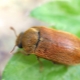 ¿Cómo lidiar con un escarabajo de frambuesa?