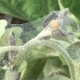 How to deal with spider mites on eggplants?