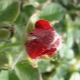 How to deal with a spider mite on a rose?