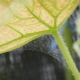 Hvordan håndterer man spindemider i et drivhus?