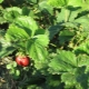 Hvordan håndterer man jordbærmider på jordbær?