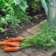 How often and correctly water the carrots?