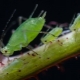 如何使用蚜虫芥末？