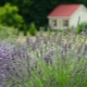 Wie verwendet man Lavendel-Mückenschutzmittel?