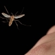 Hoe zich te ontdoen van muggen 's nachts?