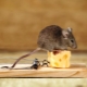 Hvordan slippe af med rotter og mus med folkemedicin?