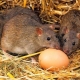 Cum să scapi de șobolani și șoareci într-un coș de găini?