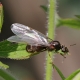 Come sbarazzarsi delle formiche con le ali in casa?