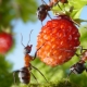 Hvordan slippe af med myrer i jordbær?