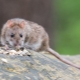 How to get rid of mice and rats in the country?