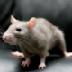 Wie wird man Mäuse und Ratten in einer Wohnung los?