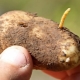 Come sbarazzarsi del wireworm nelle patate?