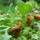 Come sbarazzarsi delle lumache in giardino con rimedi popolari?