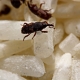 Hvordan slipper man af med insekter i korn og mel?