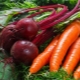 Come nutrire carote e barbabietole con rimedi popolari?