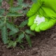 How to feed tomatoes with urea?