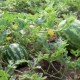 How to water watermelons outdoors?