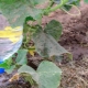 How to water cucumbers outdoors?