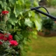 How to water garden roses?