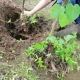 Jak zasadit a pěstovat lípu?