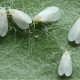 Come appaiono le mosche bianche in una serra e come sbarazzarsene?