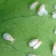 What does a whitefly look like on a strawberry and how to deal with it?