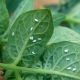 What does a whitefly look like on tomatoes and how to deal with it?