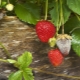 What does rot on strawberries look like and how to deal with it?