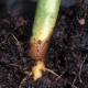 ¿Cómo se ve la pudrición de la raíz y cómo deshacerse de ella?