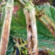 ¿Cómo se ve la pudrición de la raíz en los pepinos y cómo tratarla?