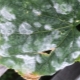 ¿Cómo se ve el mildiú polvoroso en los pepinos y cómo tratarlo?
