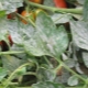 ¿Cómo se ve el mildiú polvoroso en los tomates y cómo se trata?