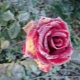 Wie sieht Echter Mehltau auf Rosen aus und wie behandelt man ihn?